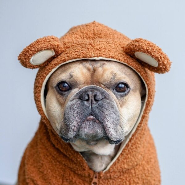 Pet Fashion Brand Fleece-lined Warm Ear-standing Sweater - Image 2