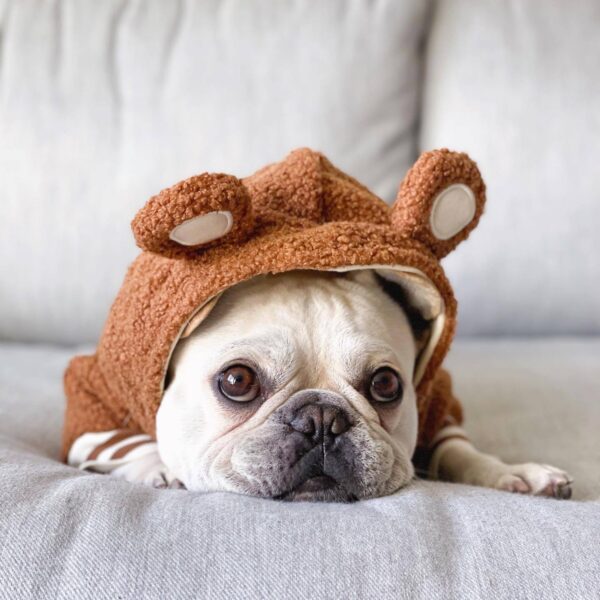 Pet Fashion Brand Fleece-lined Warm Ear-standing Sweater - Image 3