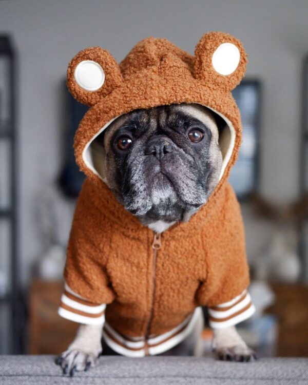Pet Fashion Brand Fleece-lined Warm Ear-standing Sweater - Image 5